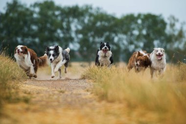 Yaz aylarında toprak yolda çoban köpekleri.