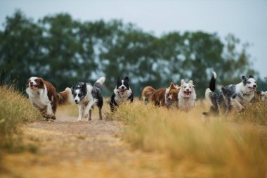 Yaz aylarında toprak yolda çoban köpekleri.
