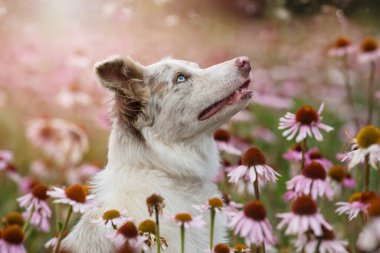 Ekinezya çiçek tarlasında çoban köpeği.