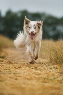 Yaz aylarında toprak bir yolda Collie köpeği.