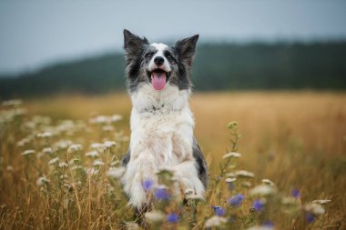 Çiçek çayırında Collie köpeği