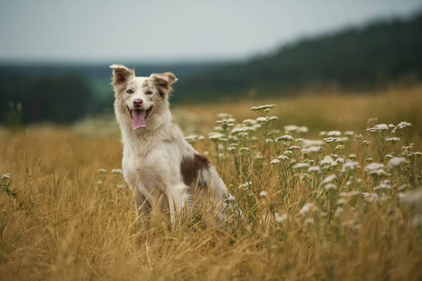 Przygraniczny Pies Collie Łące — Zdjęcie stockowe