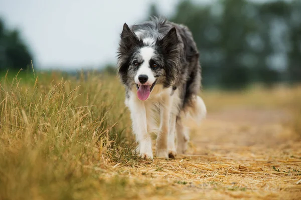 Border Collie Perro Camino Tierra Veraniego —  Fotos de Stock