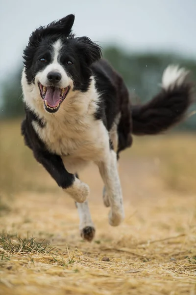 Border Collie Kutya Egy Nyári Földúton — Stock Fotó