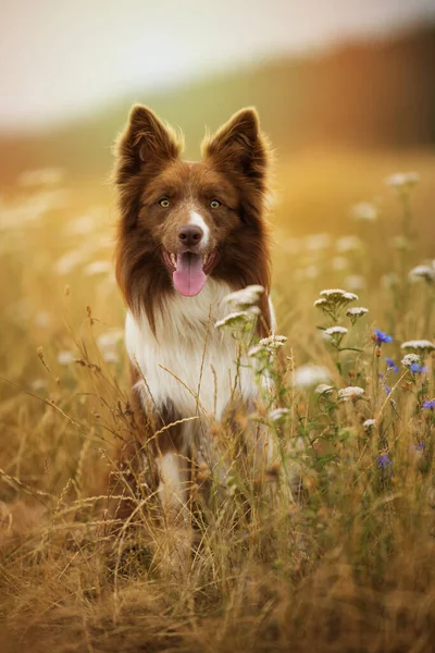 Przygraniczny Pies Collie Łące Kwiatowej — Zdjęcie stockowe