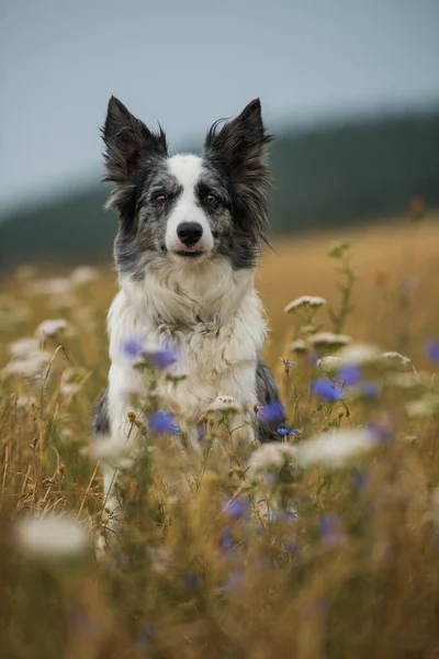 Gräns Collie Hund Blomsteräng — Stockfoto