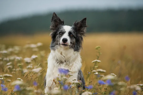 花の牧草地でのボーダーコリー犬 — ストック写真