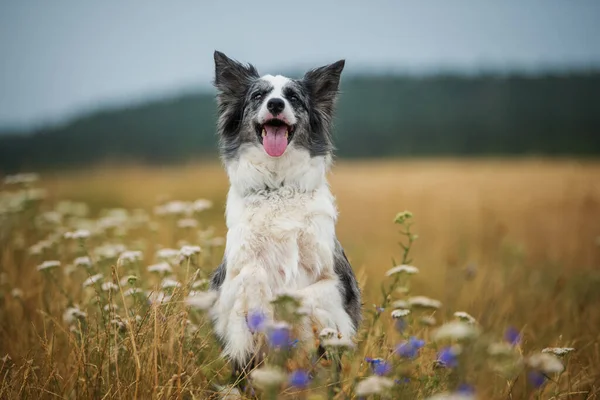 Border Collie Dog Flower Meadow — Stock Photo, Image
