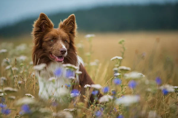 Gräns Collie Hund Blomsteräng — Stockfoto