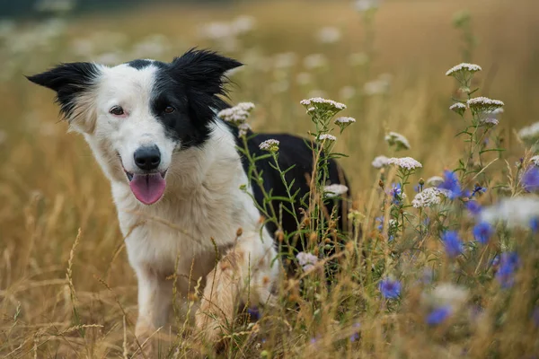 Border Collie Σκυλί Ένα Λιβάδι Λουλούδι — Φωτογραφία Αρχείου