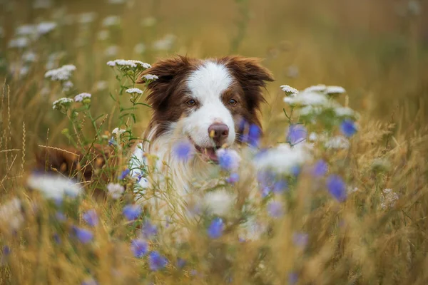 Border Collie Hund Auf Einer Blumenwiese — Stockfoto