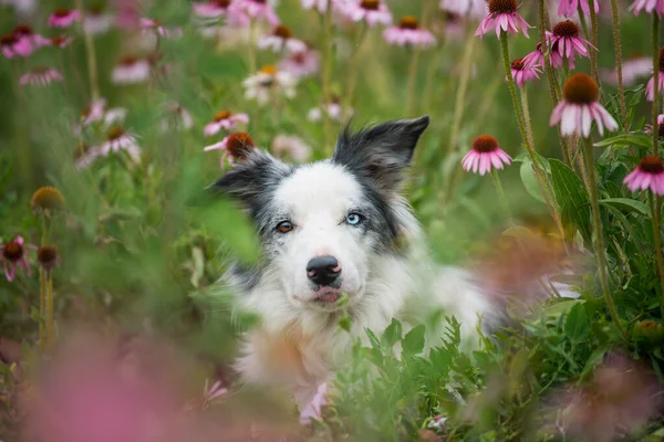 Border Collie Hund Einem Echinacea Blumenfeld — Stockfoto