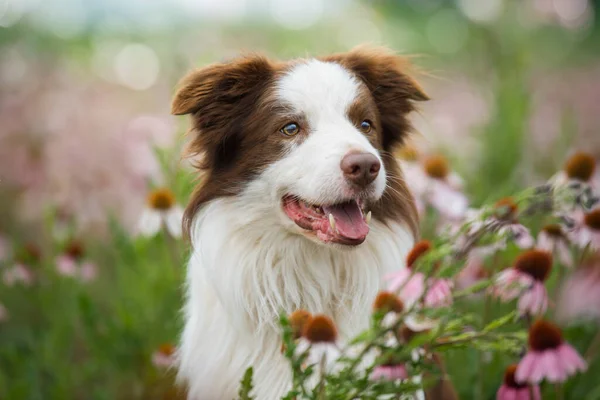 Border Collie Hund Einem Echinacea Blumenfeld — Stockfoto