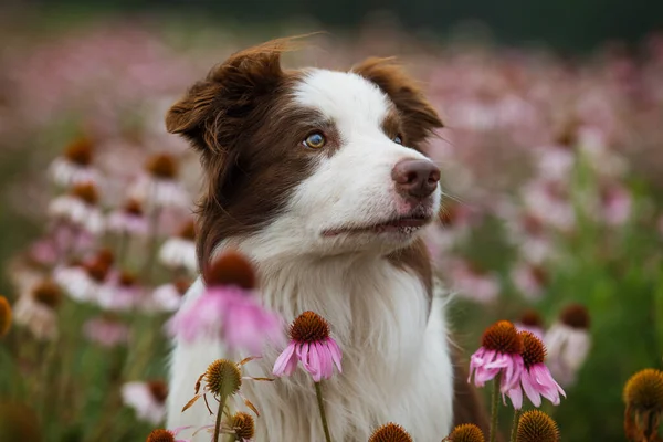 Gräns Collie Hund Echinacea Blomma Fält — Stockfoto