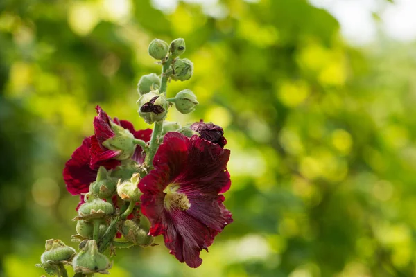 Malve Blossoms Garden — Stock Fotó