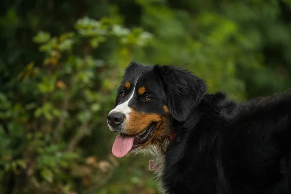 Bernese Mountain Dog Nature Background — Fotografia de Stock