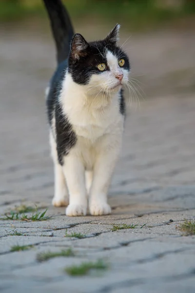 Gato Doméstico Una Granja — Foto de Stock