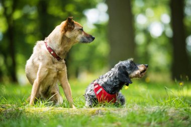 Two dogs in a summer meadow