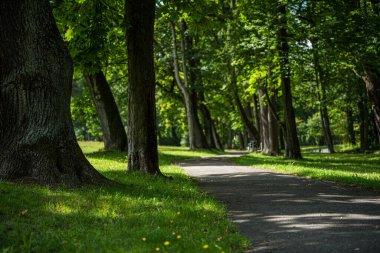 Forest path in summertime