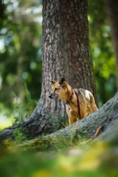 Старая Собака Смешанной Породы Летнем Лугу — стоковое фото