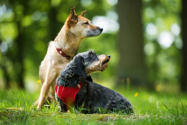 Two Dogs Summer Meadow — Zdjęcie stockowe