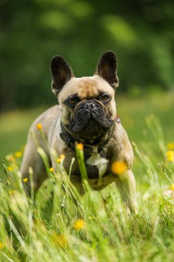 Yaz otlağında Fransız bulldog 'u