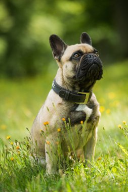 Yaz otlağında Fransız bulldog 'u