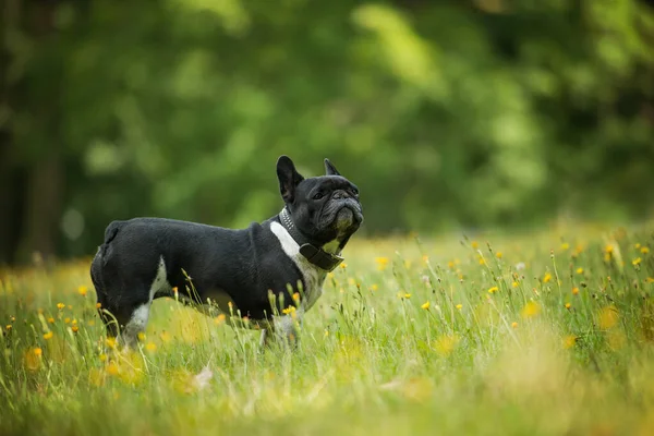 Francia Bulldog Egy Nyári Réten — Stock Fotó