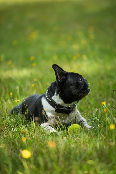 Französische Bulldogge Auf Einer Sommerwiese — Stockfoto