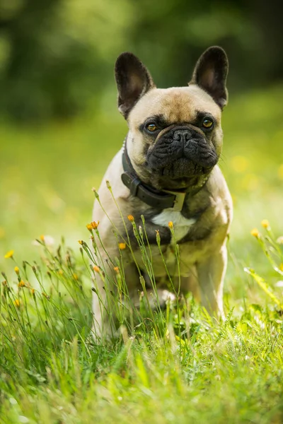 Bulldog Francês Prado Verão — Fotografia de Stock