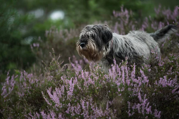 Snauzer Dog Walk Heather Landscape — Stockfoto