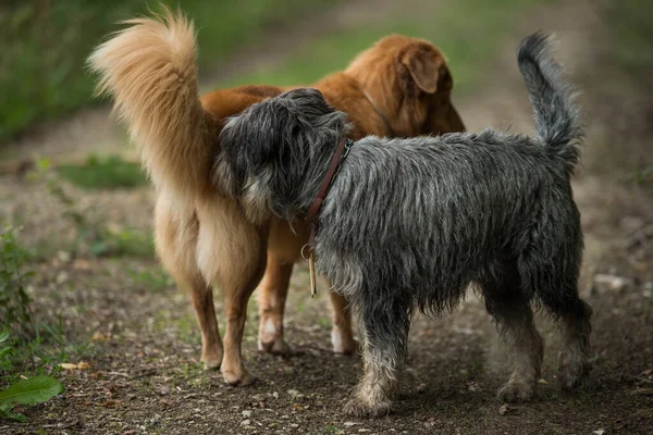 Dogs Meet Walk — Zdjęcie stockowe