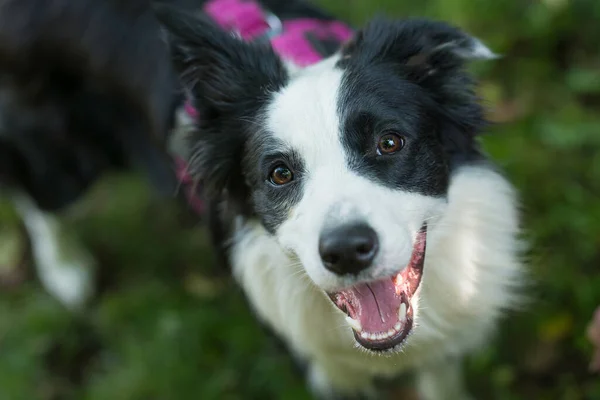 Border Collie Σκυλί Λουλούδια Έναν Κήπο — Φωτογραφία Αρχείου