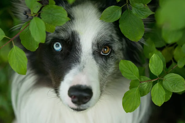 Border Collie Dog Looks Out Bush — Zdjęcie stockowe