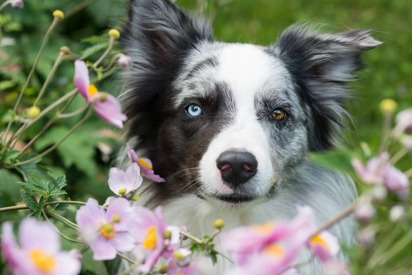 Border Collie Dog Flowers Garden — Fotografia de Stock
