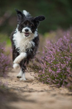 Heather arazisinde Çin armalı bir köpek