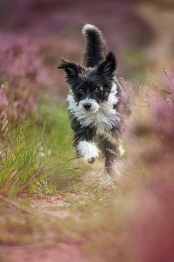 Heather arazisinde Çin armalı bir köpek