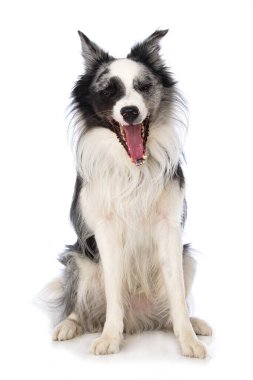 Beyaz arkaplanda Sınır Köpeği