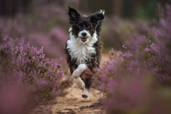 Cão Crista Chinês Paisagem Urze — Fotografia de Stock