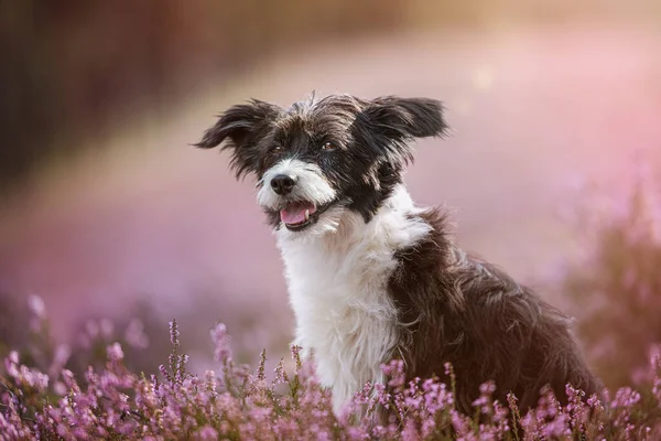 Kinesisk Crested Hund Ljung Landskap — Stockfoto