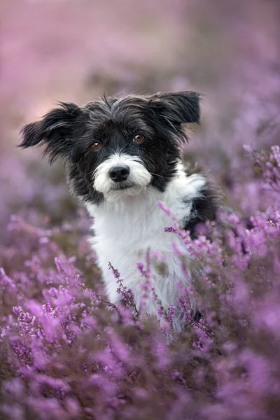 Chiński Pies Czubaty Wrzosowisku Krajobraz — Zdjęcie stockowe