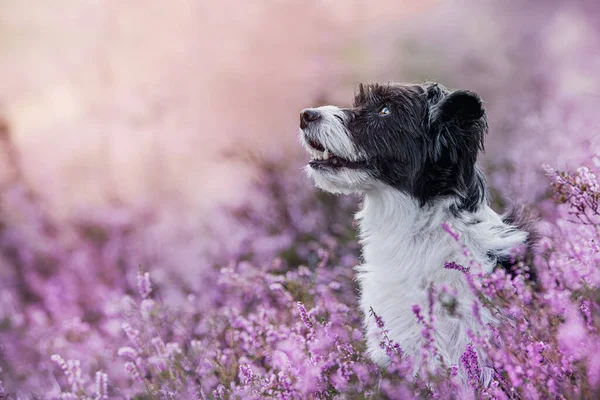 Chinese Crested Dog Heather Landscape — Stock Photo, Image