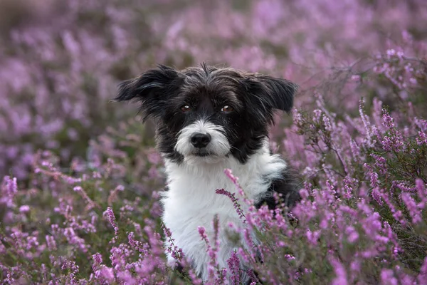 Cão Crista Chinês Paisagem Urze — Fotografia de Stock