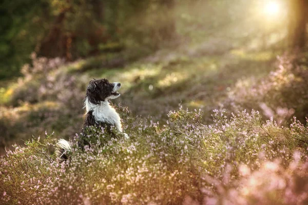 Cão Crista Chinês Paisagem Urze — Fotografia de Stock