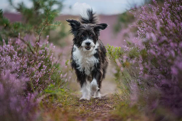 Kinesisk Crested Hund Ljung Landskap — Stockfoto