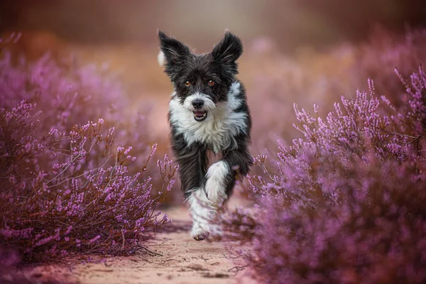 Kinesisk Crested Hund Ljung Landskap — Stockfoto