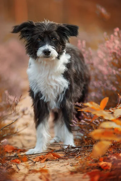 Kinesisk Crested Hund Ljung Landskap — Stockfoto