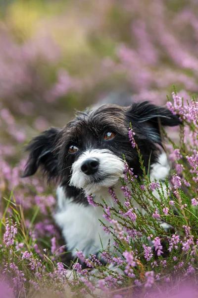 Chinese Crested Dog Heather Landscape — Stock Photo, Image