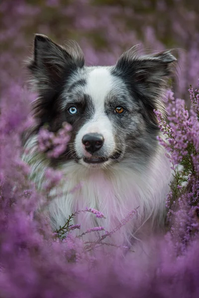 Border Collie Hund Heidelandschaft — Stockfoto