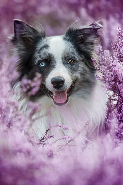 Прикордонна Собака Колі Вересовому Пейзажі — стокове фото